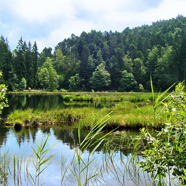 Nonnenmattweiher